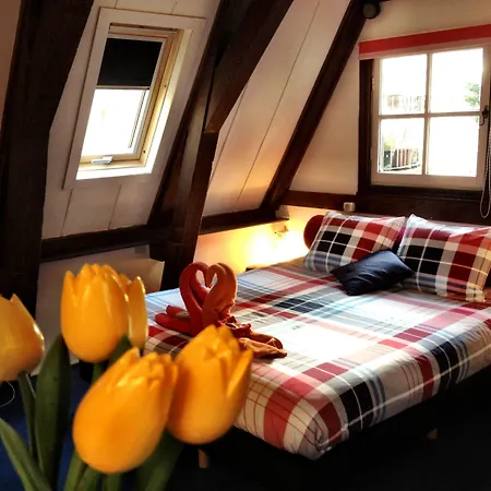 Tulip Of Amsterdam-3